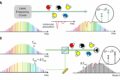 Quantum engineers 'squeeze' laser frequency combs to make more ...