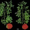 Repairing a domestication mutation in tomato leads to an earlier yield