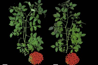 Repairing a domestication mutation in tomato leads to an earlier yield