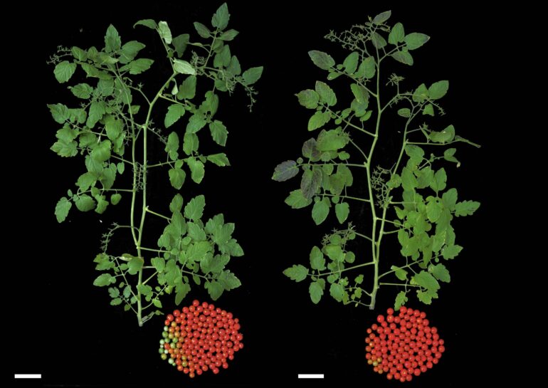 Repairing a domestication mutation in tomato leads to an earlier yield