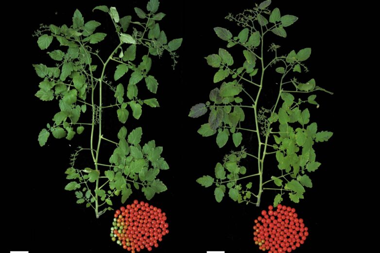 Repairing a domestication mutation in tomato leads to an earlier yield