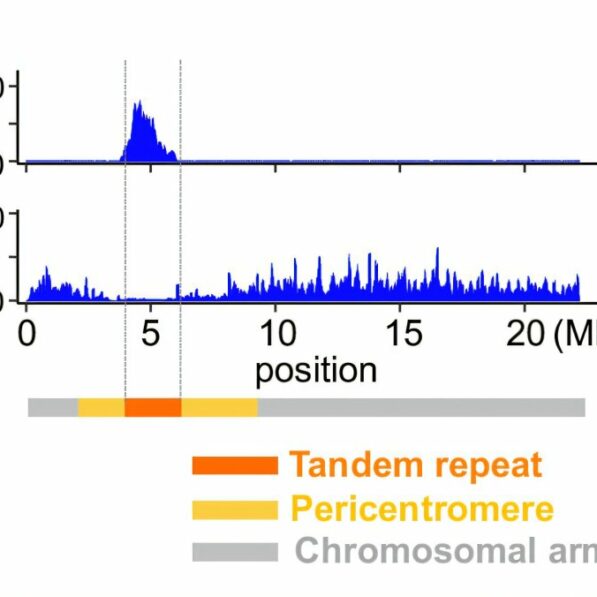 Revealing a key mechanism of rapid centromere evolution