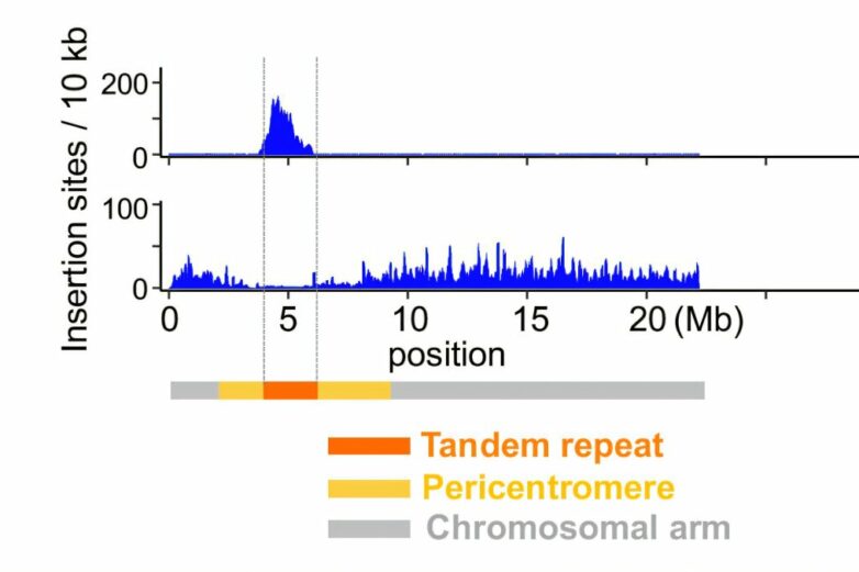 Revealing a key mechanism of rapid centromere evolution