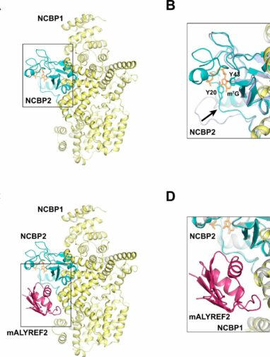 New structure gives insight into mRNA export and cancers, and how ...