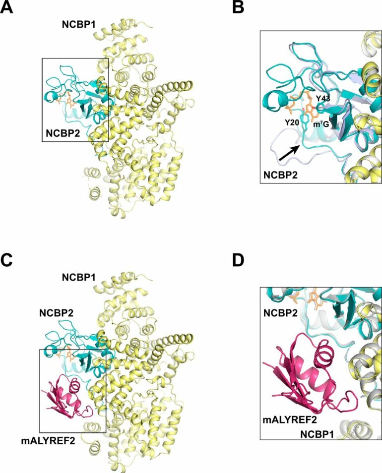 New structure gives insight into mRNA export and cancers, and how ...