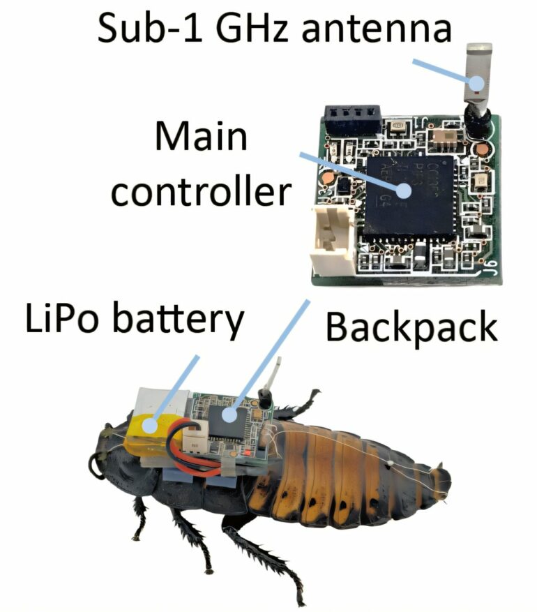 Scientists develop technology to control cyborg insect swarms