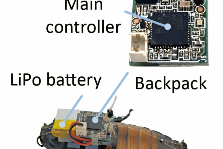 Scientists develop technology to control cyborg insect swarms