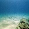 Scientists reveal overlooked ocean processes crucial for carbon ...