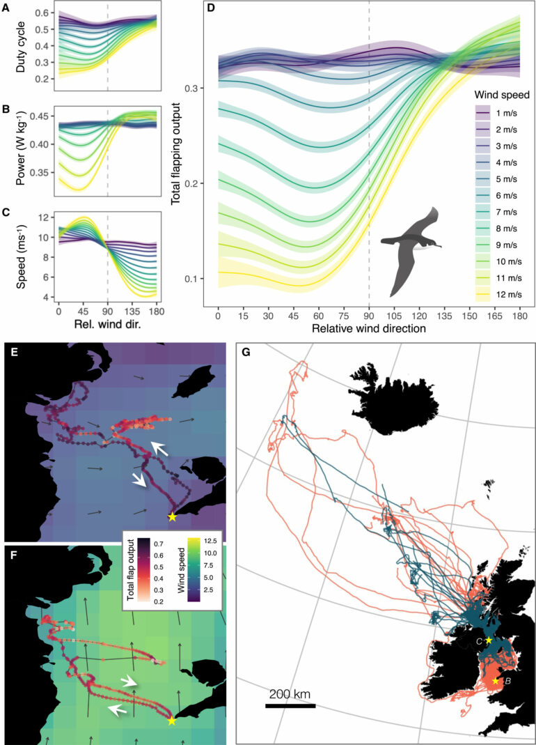 Seabirds make clever use of winds to plan foraging trips over ...