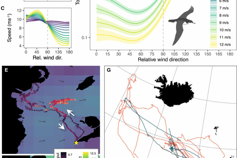 Seabirds make clever use of winds to plan foraging trips over ...