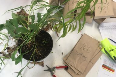 Seedling shuffle: Climate warming reshapes plant communities by ...
