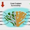 Shallow waters and fast currents boost elkhorn coral restoration