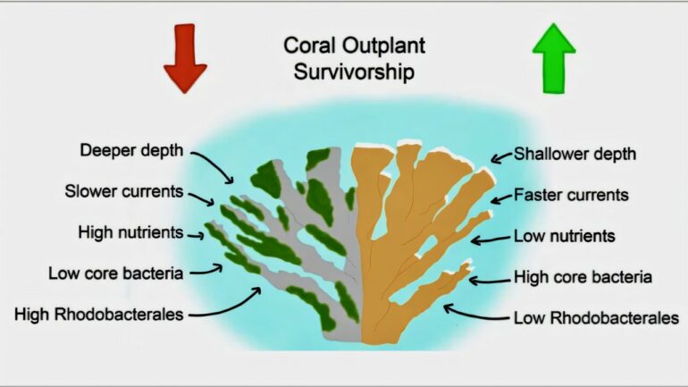 Shallow waters and fast currents boost elkhorn coral restoration