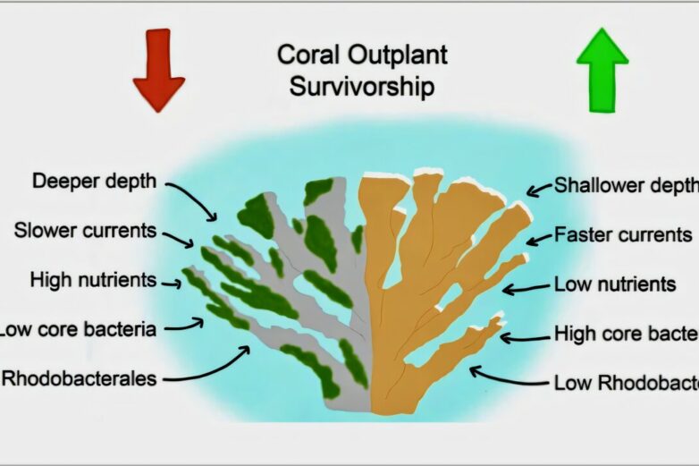 Shallow waters and fast currents boost elkhorn coral restoration