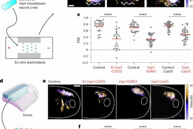 Shocking cues: How cells harness electric fields to migrate during ...