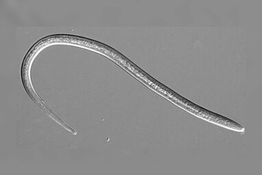 Skin-penetrating nematodes' love-hate relationship with CO₂ could ...