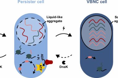 Sleeping bacteria: New study uncovers mechanisms of dormancy ...