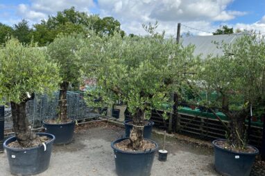 Snakes in potted olive trees 'tip of the iceberg' of ornamental ...