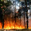 Social and economic disparities impact wildfire protection in ...