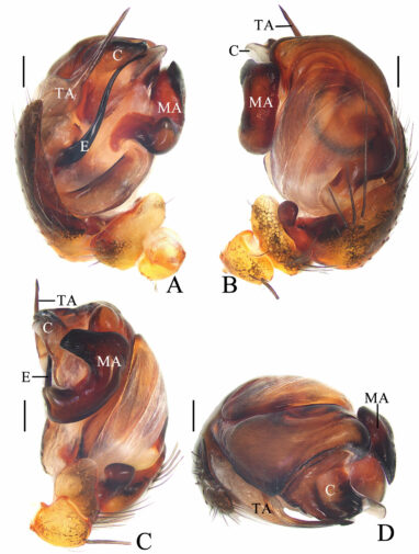 Spinning a tune: Chinese scientist names new spider species after ...