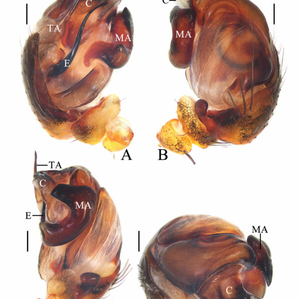 Spinning a tune: Chinese scientist names new spider species after ...