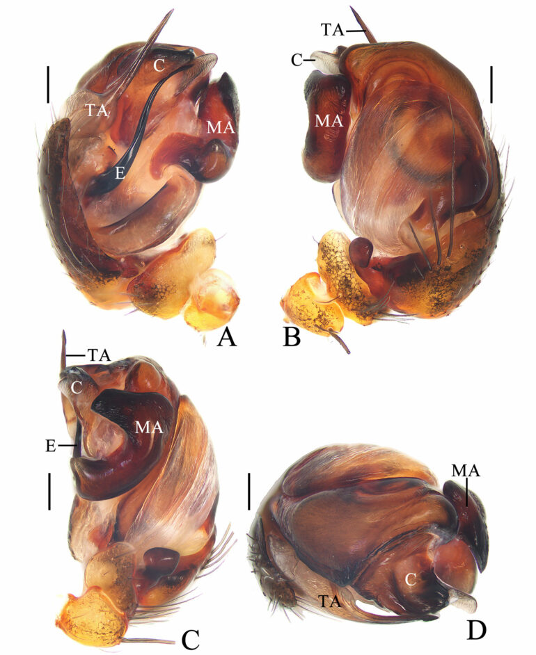 Spinning a tune: Chinese scientist names new spider species after ...