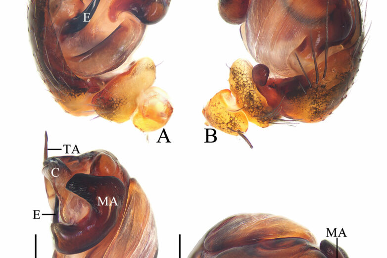 Spinning a tune: Chinese scientist names new spider species after ...