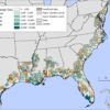 Study examines how climate change has shaped coastal forests over ...