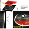 Study reveals how sex and age influence fat in muscles and bones