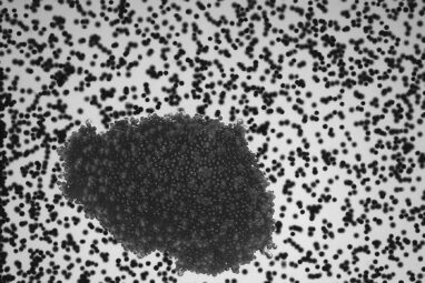 Suborbital flight experiments test dust particle agglomerates to ...