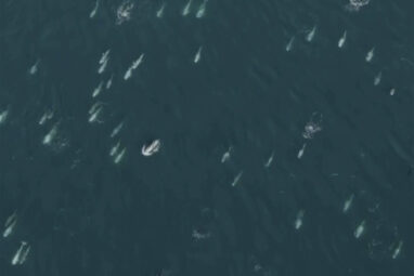 Super pod' of 1,500 dolphins captured on drone video as they ...