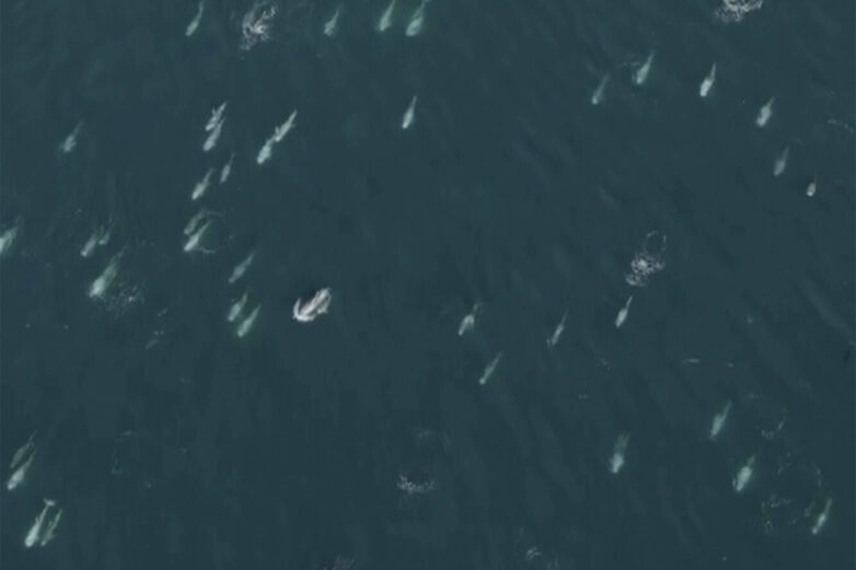 Super pod' of 1,500 dolphins captured on drone video as they ...