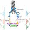 Synthetic beads mimic critical process in cell division, opening ...