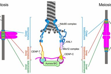 Synthetic beads mimic critical process in cell division, opening ...