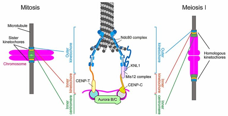 Synthetic beads mimic critical process in cell division, opening ...