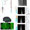 Frontiers | Tapered Fibers Combined With a Multi-Electrode Array ...