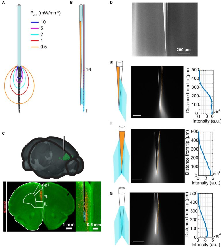 Frontiers | Tapered Fibers Combined With a Multi-Electrode Array ...