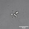 Tiny microbe colonies may use electrical signaling to coordinate ...