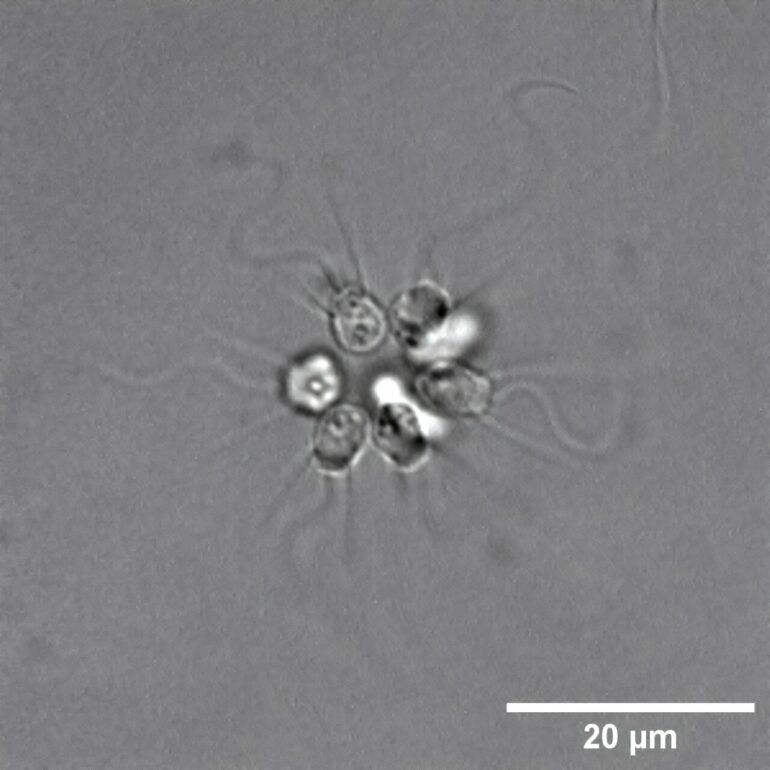 Tiny microbe colonies may use electrical signaling to coordinate ...