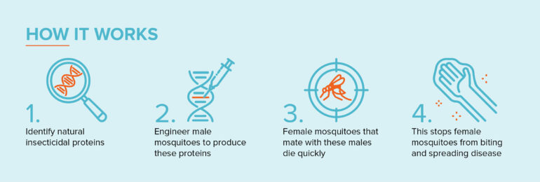 Toxic Male Technique' promises faster biocontrol of mosquito ...