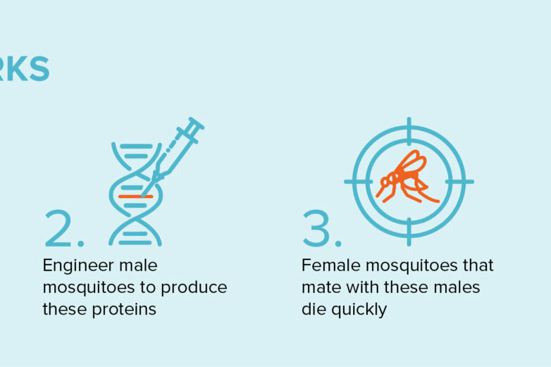 Toxic Male Technique' promises faster biocontrol of mosquito ...