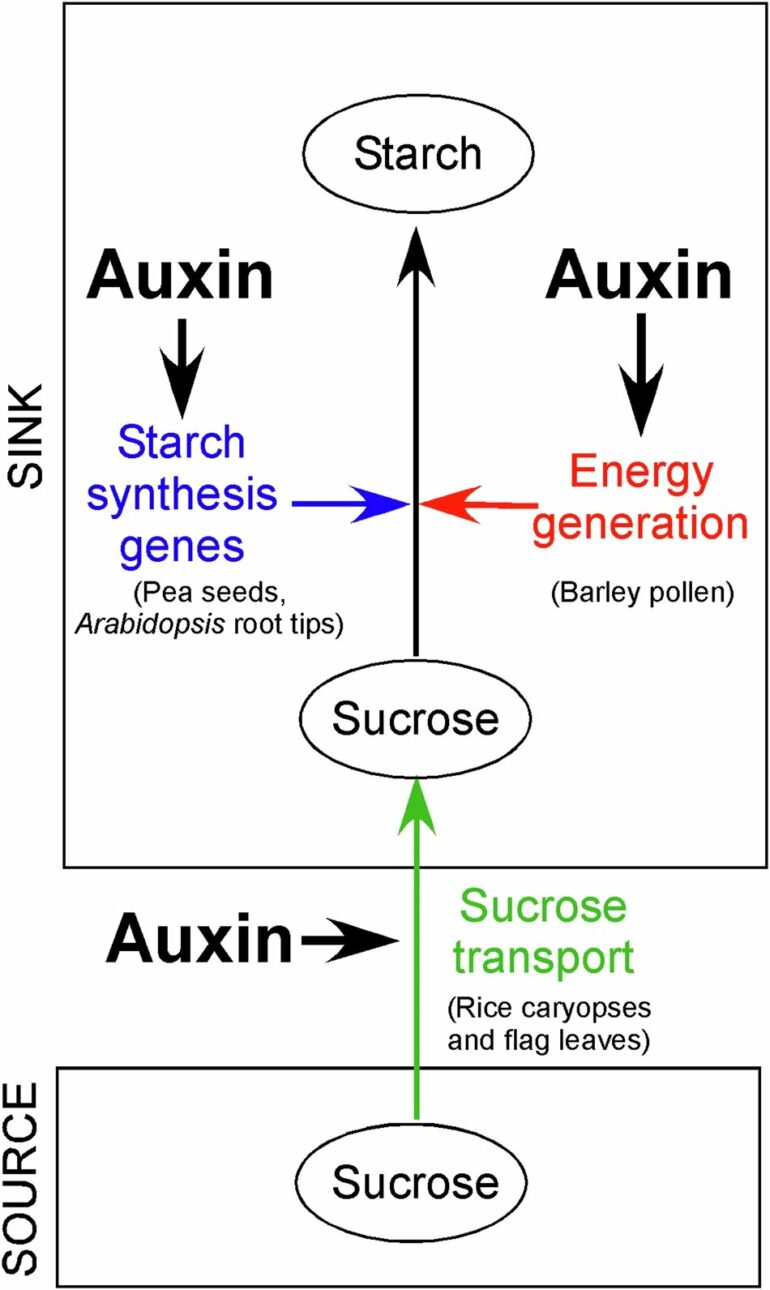 Unlocking auxin: The tiny hormone with big implications for crops