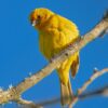 Why do birds make so many different sounds? A study gets at the ...