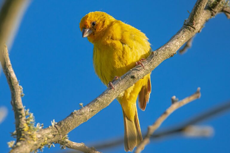 Why do birds make so many different sounds? A study gets at the ...