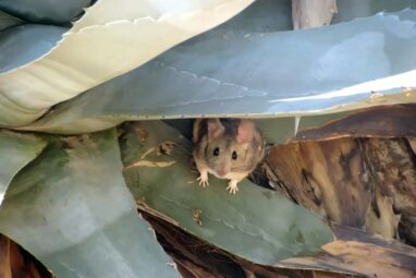 Woodrats use 'quantity over quality' as a detox plan, study finds