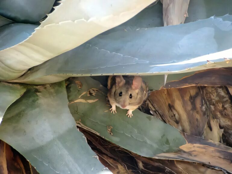 Woodrats use 'quantity over quality' as a detox plan, study finds