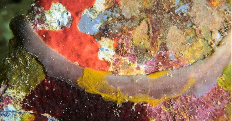 University of Hawai'i researchers discover 10 new sponge species in Kāneʻohe Bay