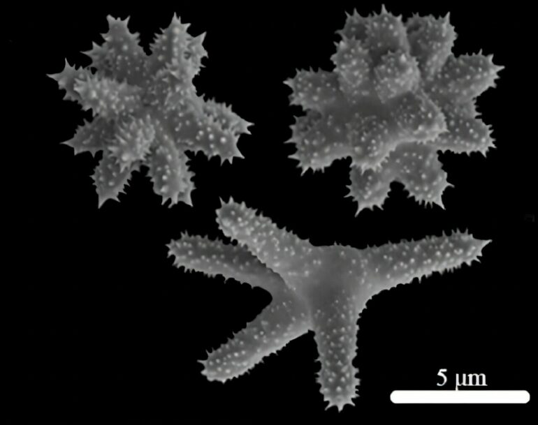 10 new sponge species discovered in Hawaii's Kāne'ohe Bay
