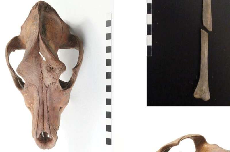 Study sheds new light on bear baiting in early modern England