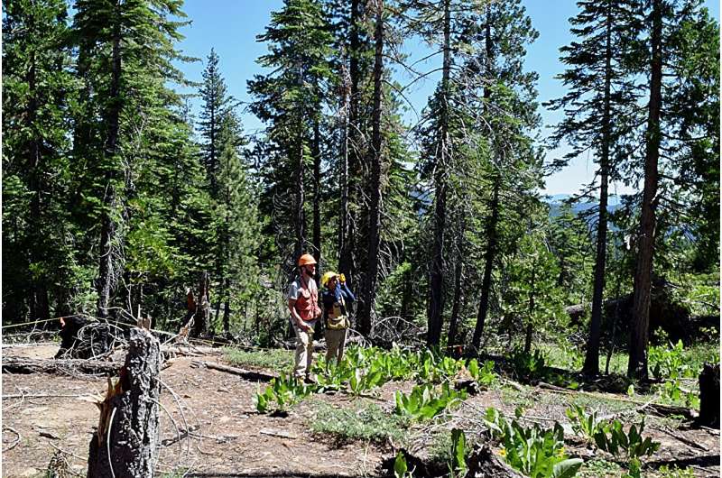 Beyond the burn: Harvesting dead wood to reduce wildfires and store carbon